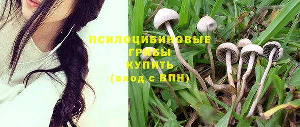 прущие грибы Волоколамск