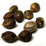 Семена марихуаны АК-47  (Seeds AK-47) в Волжске